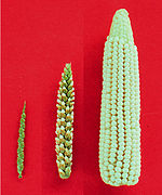Extreme left: teosinte, Extreme right: maize, middle: maize-teosinte hybrid